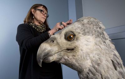 Buckbeak the Hippogriff has his Feathers Buffed, Preened and Replenished by Featherologist Val Jones [Photo Courtesy of WB]
