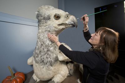 Buckbeak the Hippogriff has his Feathers Buffed, Preened and Replenished by Featherologist Val Jones [Photo Courtesy of WB]
