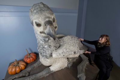 Buckbeak the Hippogriff has his Feathers Buffed, Preened and Replenished by Featherologist Val Jones [Photo Courtesy of WB]
