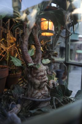 The Dogweed and Deathcap storefront in Hogsmeade at Universal Orlando Resort’s The Wizarding World of Harry Potter is home to many exotic plants and flowers, including the potted Mandrake. Shown within the shop window, the Mandrake shrieks and squirms as guests pass by. Inspired by J.K. Rowling’s compelling stories and characters, The Wizarding World of Harry Potter is the most spectacularly-themed entertainment experience ever created.
 
HARRY POTTER, characters, names and related indicia are trademarks of
