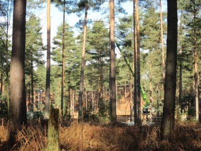 dh_set_swinleyforest10_05.JPG