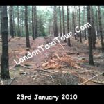 LondonTaxiTour_Com-Harry-Potter-Filming-Deathly-Hallows-Swinley-Forest-Pictures-23rd-Jan-2010-trees.jpg