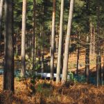 dh_set_swinleyforest10_04.JPG