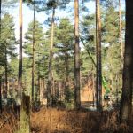 dh_set_swinleyforest10_05.JPG