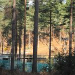 dh_set_swinleyforest10_06.JPG