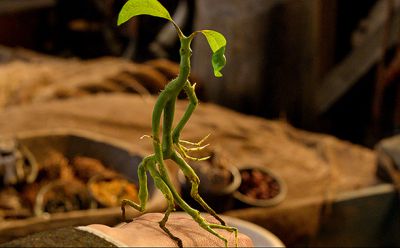 bowtruckle.jpg